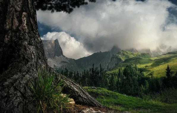 Forest, grass, clouds, landscape, mountains, nature, tree, slope