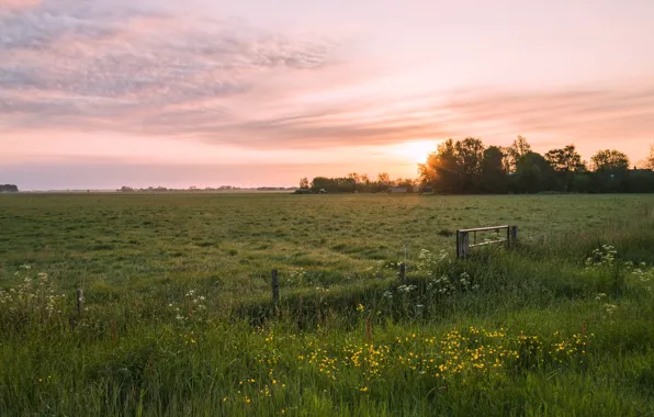 Greens, field, summer, the sky, grass, clouds, flowers, dawn