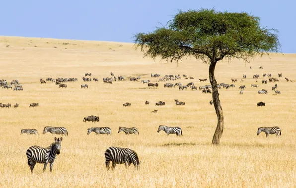 Field, animals, the sky, trees, landscape, nature, horizon, pasture