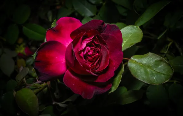 Picture leaves, red, the dark background, roses, Burgundy, dark red