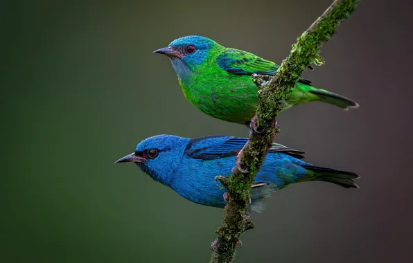 Picture birds, background, branch, a couple, Blue dacnis