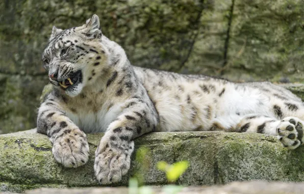 Picture cat, stay, stone, IRBIS, snow leopard, ©Tambako The Jaguar