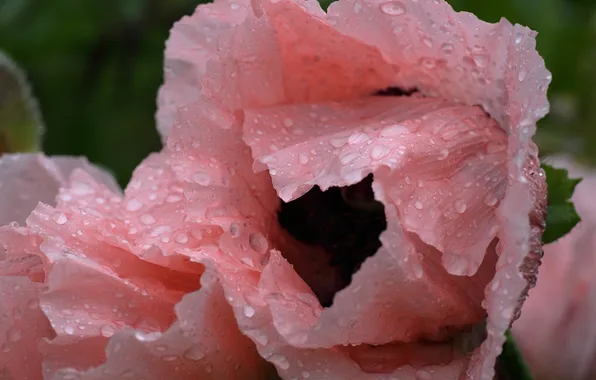 Flower, drops, macro, flowers, the dark background, pink, Mac, Maki