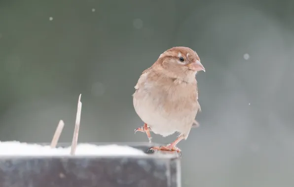 Animals, background, bird, Wallpaper, wings, feathers, beak, Sparrow