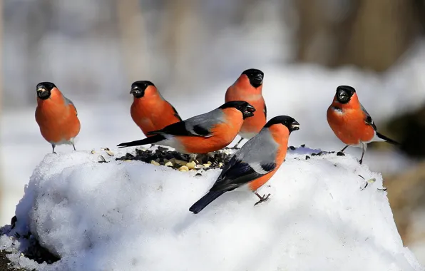 Winter, snow, birds, nature, stump, pack, bullfinch, seeds