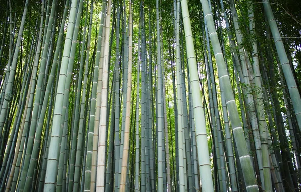 Forest, bamboo, trunk