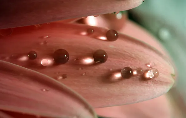 Flower, drops, macro, Rosa, pink, petal