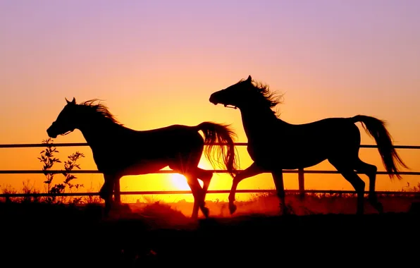 Picture the sky, the sun, horses