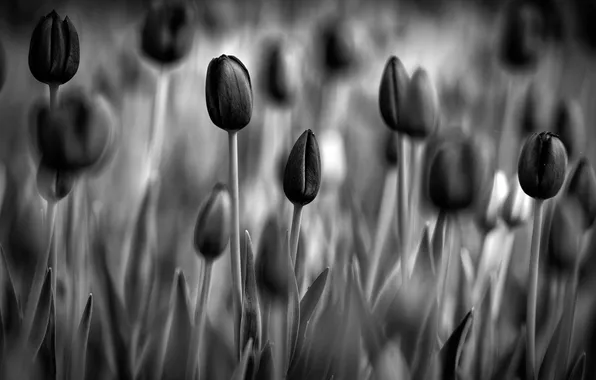 Flowers, Wallpaper, tulips, black and white photo