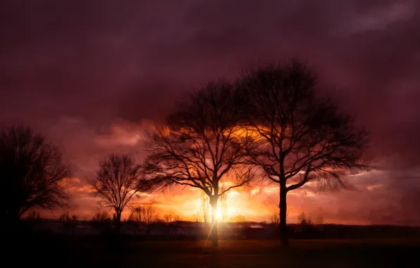 Picture rays, trees, sunset