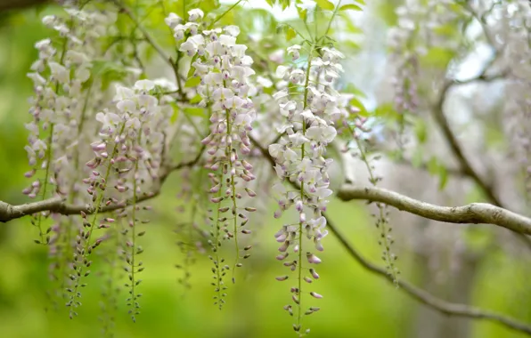 Trees, nature, inflorescence, Wisteria