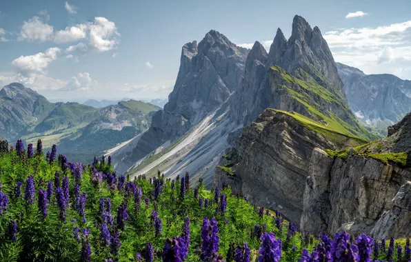 Picture purple, summer, the sky, flowers, mountains, rocks, tops, height