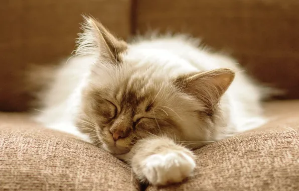 Picture cat, cat, kitty, sofa, fluffy, sleeping