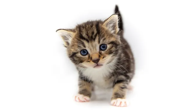 Picture cat, look, baby, white background, kitty