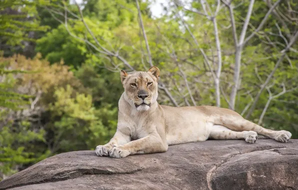 Picture cat, stay, lioness