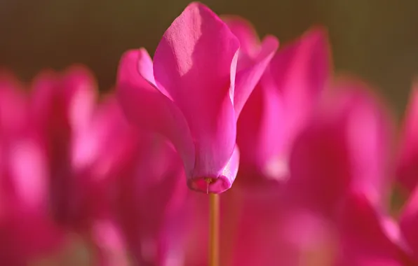 Macro, flowers, pink, blurry, cyclamen, cyclamen, Wallpaper from lolita777