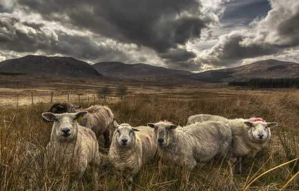 Field, the sky, nature, sheep