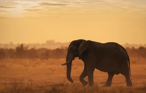 Field, the sky, sunset, elephant, silhouette, profile, walk