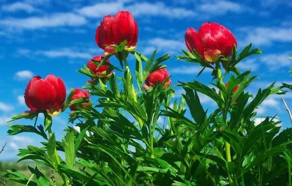 Greens, summer, the sky, clouds, flowers, blue, stems, red