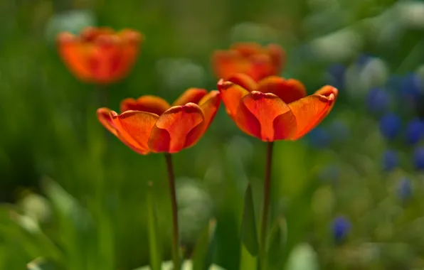 Picture greens, light, flowers, red, spring, petals, tulips, buds