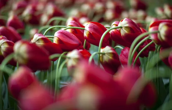 Macro, flowers, tulips