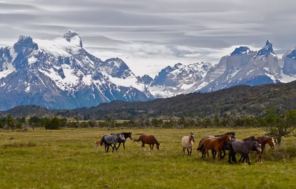 Animals, the sky, mountains, horses, cloud, horse, animals, horses