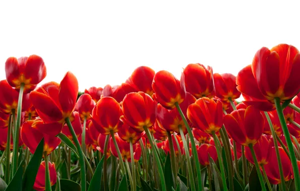 Flowers, tulips, red