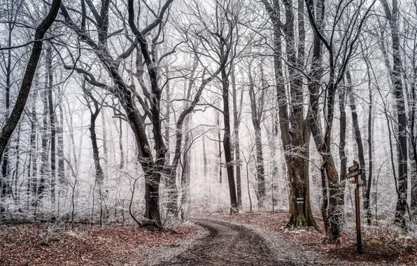 Winter, forest, nature, fairy, frost, beautiful, fabulous, magic forest