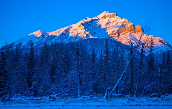 Picture winter, trees, mountains, Canada, Albert
