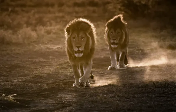 Road, animals, lions