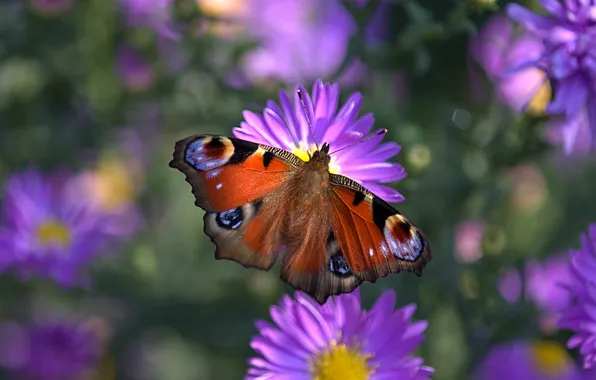 Macro, light, flowers, butterfly, lilac, bokeh, asters, Emperor moth