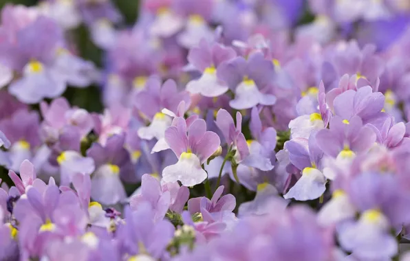 Macro, pink, viola