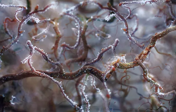 Frost, macro, branches, ice, frost