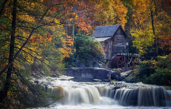 Autumn, forest, leaves, trees, branches, nature, stones, paint