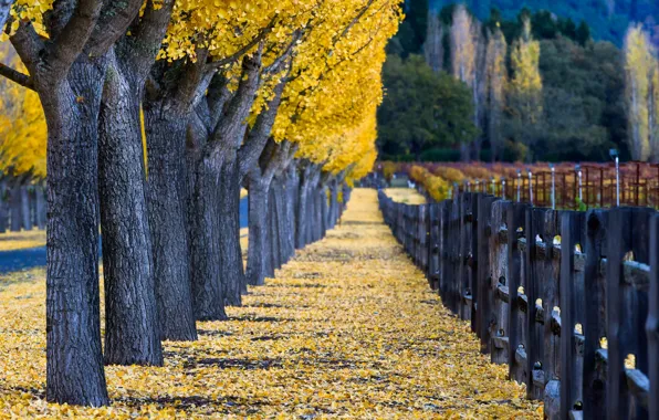 Picture autumn, leaves, trees, Park, the fence, CA, vineyard, USA