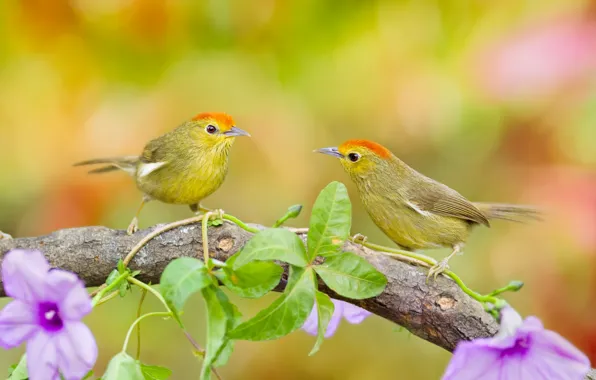 Picture leaves, flowers, birds, branch, pair