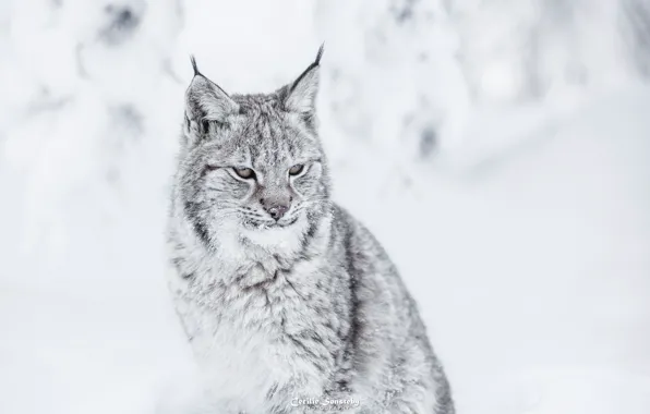 Face, predator, fur, lynx, sitting, wild cat