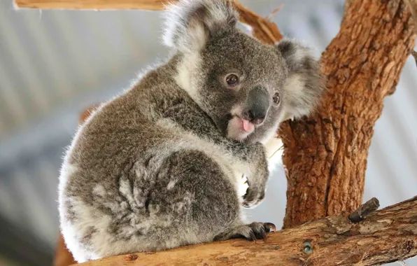 Language, bear, Koala, Marsupials bear