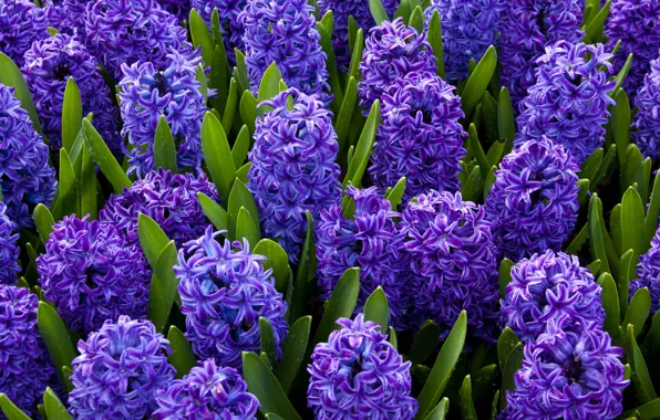 Flowers, blue, bright, spring, hyacinth