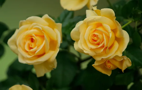Picture macro, roses, petals, buds, yellow roses