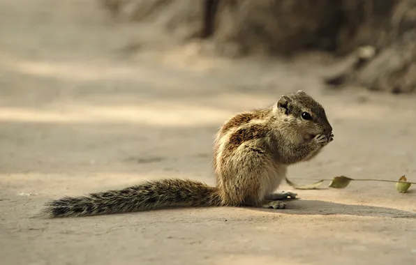 Animals, protein, rodents