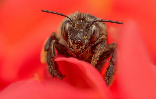 Flower, macro, red, bee, insect
