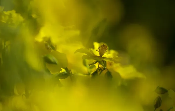 Macro, light, flowers, color