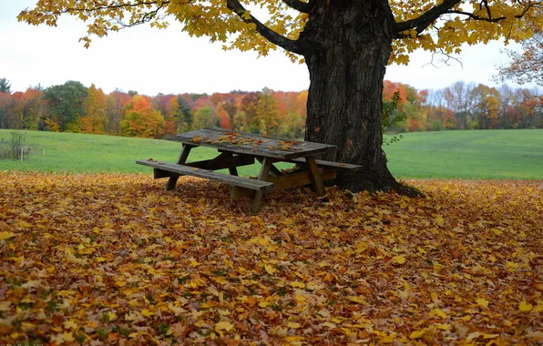Picture autumn, leaves, table, tree, bench