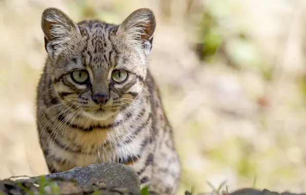 Look, face, cat Geoffroy