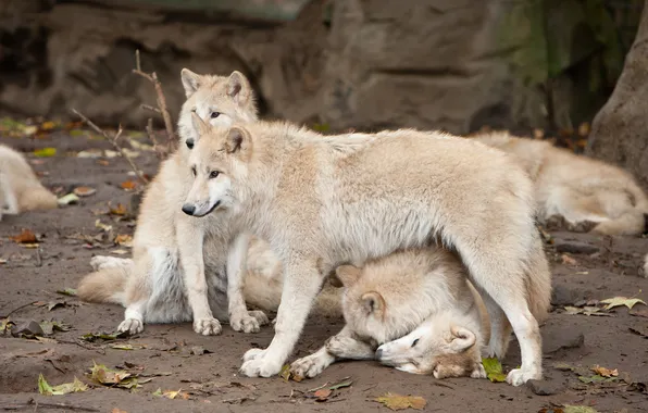 Predators, pack, wolves