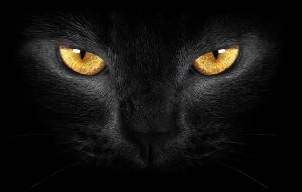Picture yellow eyes, black cat, wild, yellow eyes, Black cat, wild