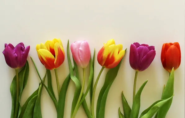 Flowers, bouquet, colorful, tulips, wood, romantic, tulips, gift