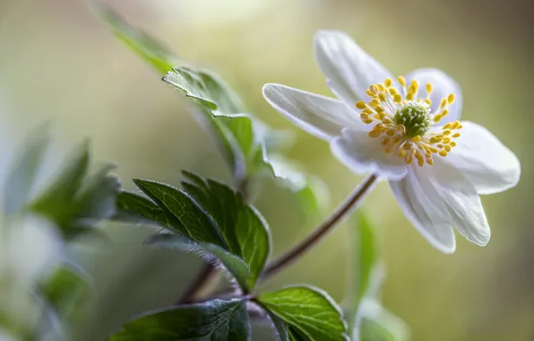 Picture white, flower, anemone, bokeh