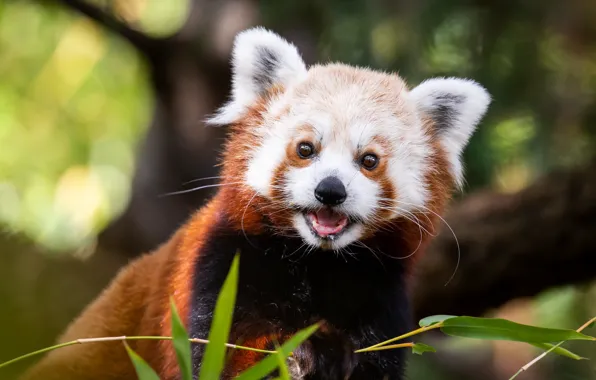 Picture language, leaves, portrait, muzzle, mouth, red Panda, bokeh, red Panda